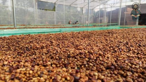 Robusta Yellow Honey coffee