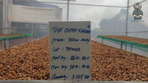 Robusta Yellow Honey coffee