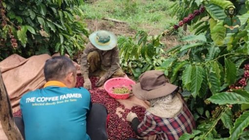 Robusta Anaerobic Natural coffee