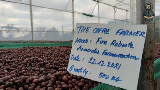 Robusta Anaerobic Natural coffee