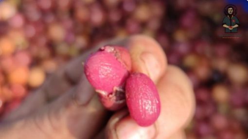 Robusta Anaerobic Natural coffee