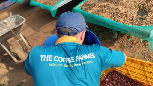 Robusta Anaerobic Natural coffee