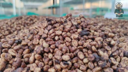 Robusta Red Honey coffee
