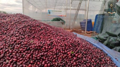 Robusta Red Honey coffee