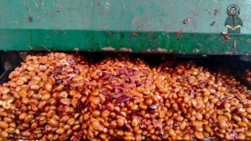 Robusta Red Honey coffee