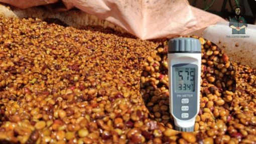 Robusta Red Honey coffee