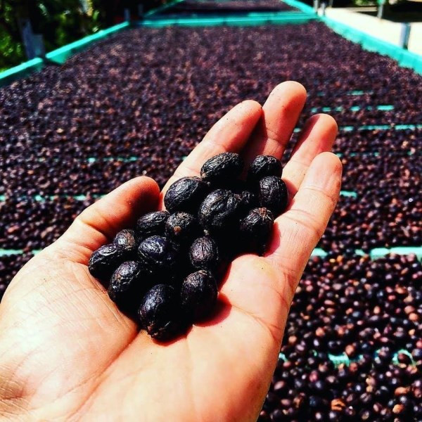 Robusta coffee