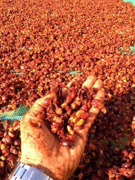 Robusta coffee