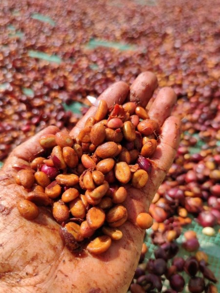 Robusta coffee