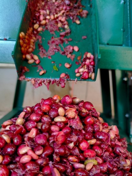 Robusta coffee