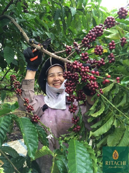 Robusta coffee