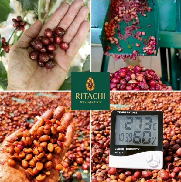 Robusta coffee