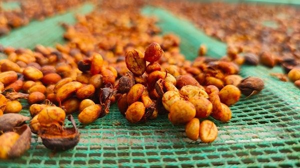 Robusta coffee