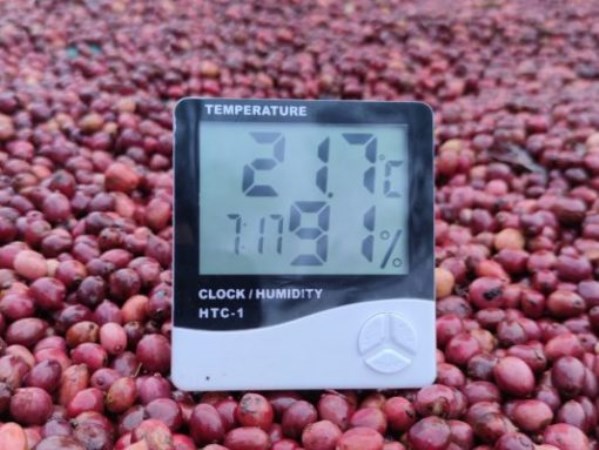 Robusta coffee