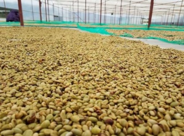 Robusta coffee