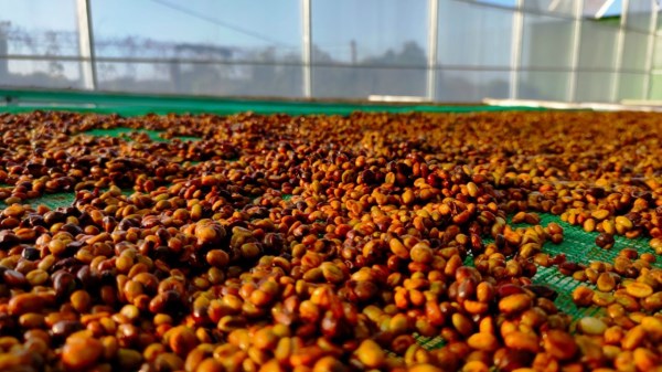 Robusta coffee