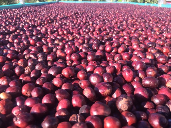 Robusta coffee