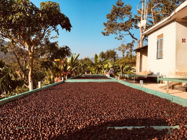 Robusta coffee