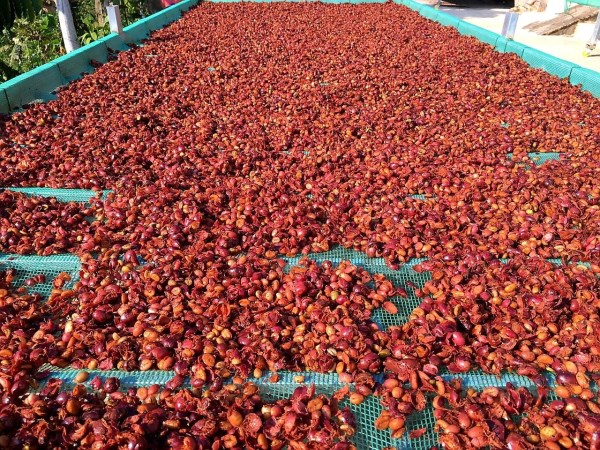 Robusta coffee