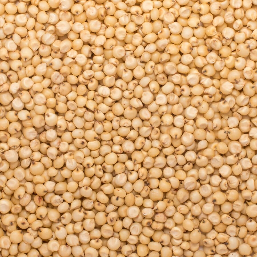 Indian Jowar-Sorghum