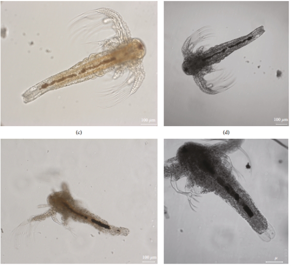 Prevention of AHPND in aquaculture