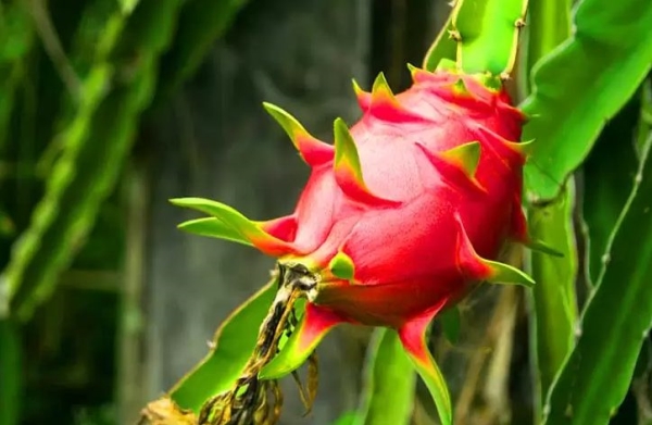 Treatment for white spot disease in Dragon Fruit