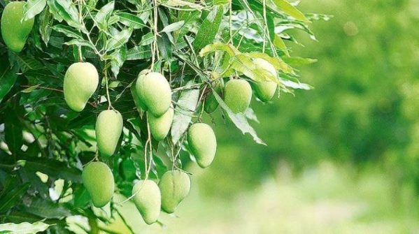 Anthracnose control on Mangoes