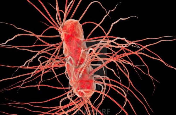Elimination of E. coli in broilers