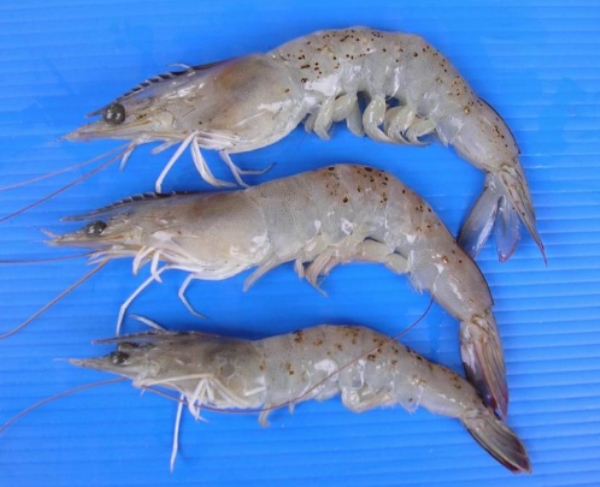 Treatment of black spot disease (NHPB) in shrimp