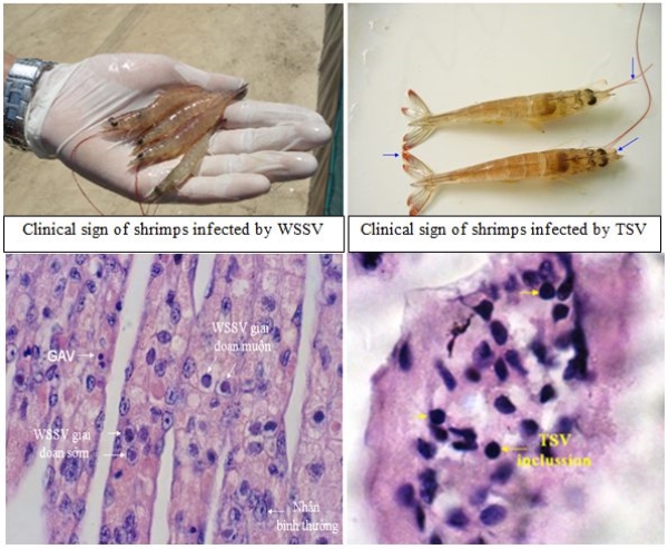 Prevention of WSSV in shrimp