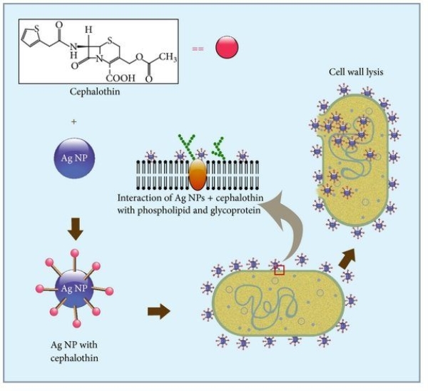 Enhanced antibacterial efficacy in poultry