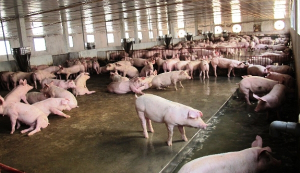 Antibiotic reduction in pig farming
