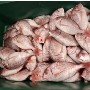 Crimson Sea-Bream ABECHO