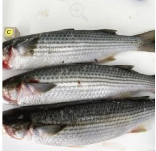 Gray Mullet