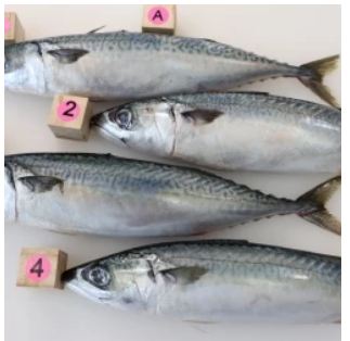 Pacific Mackerel