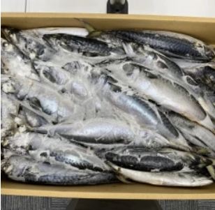 Pacific Mackerel