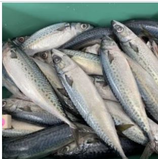 Pacific Mackerel