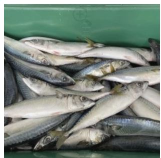 Pacific Mackerel