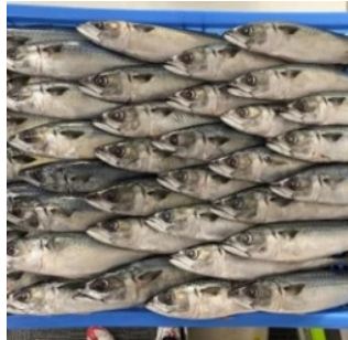 Pacific Mackerel