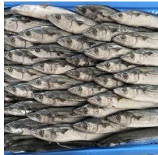 Spanish Mackerel