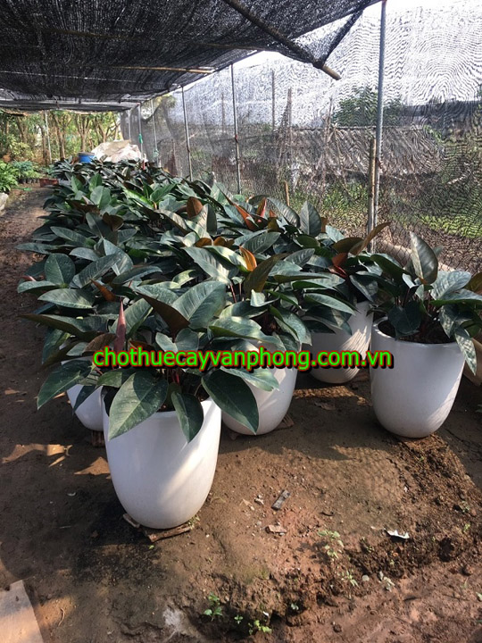 Philodendron imperial red