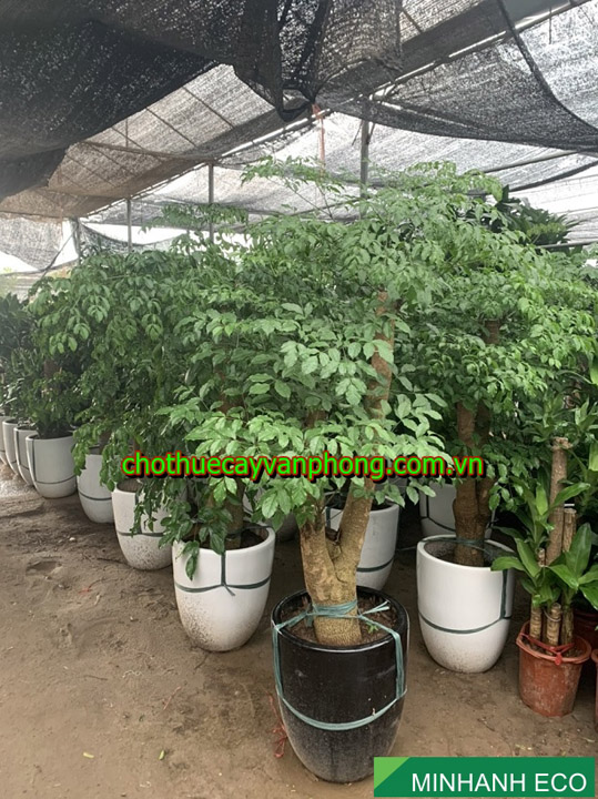 Small China doll plant