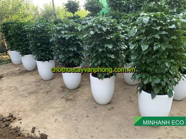 China doll plant