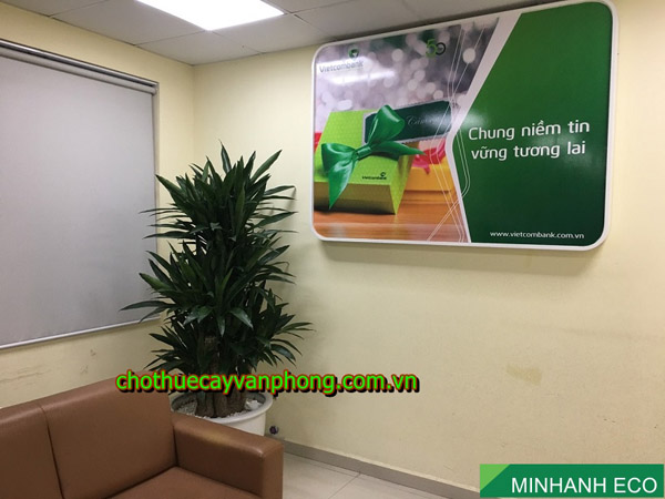 Long-root dracaena fragrans