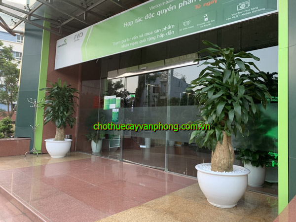Short-rooted dracaena fragrans