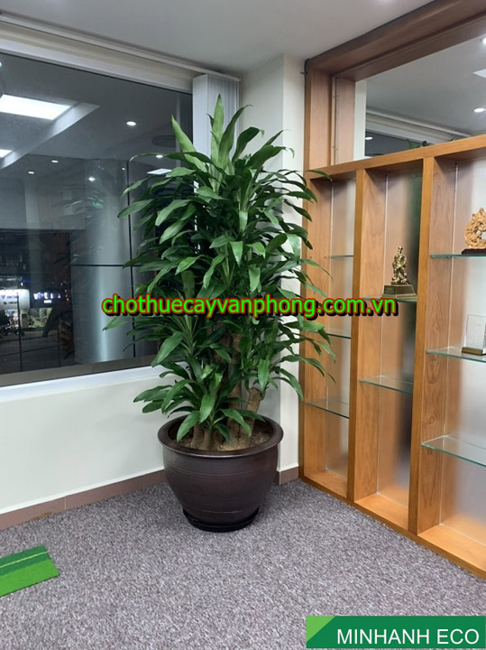 Big dracaena fragrans