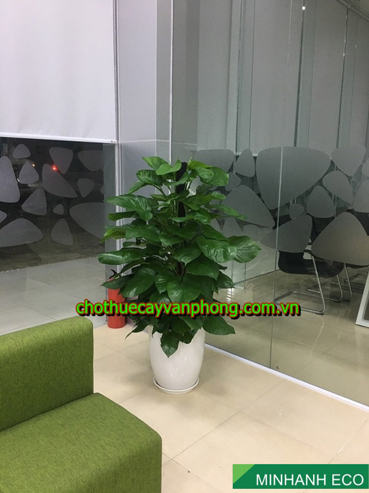 Big pothos pole plant