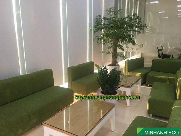Office tree