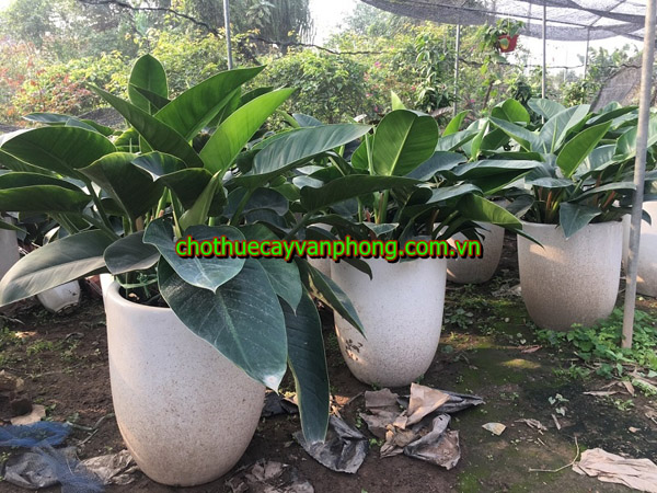 Philodendron imperial green