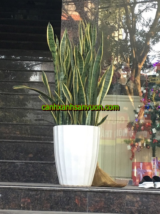 Snake plant